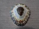 PATELLIDAE CYMBULA GRANATINA