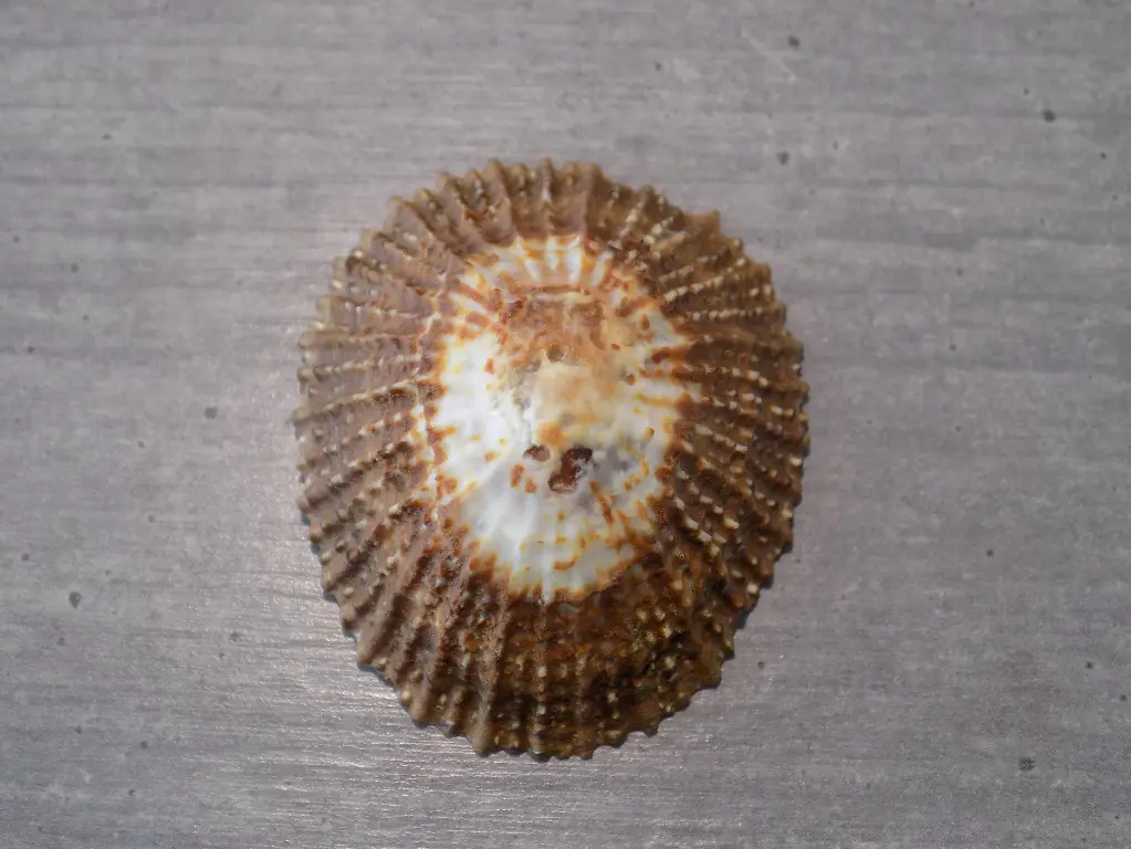 PATELLIDAE SCUTELLASTRA GRANULARIS