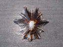 PATELLIDAE SCUTELLASTRA LONGICOSTA