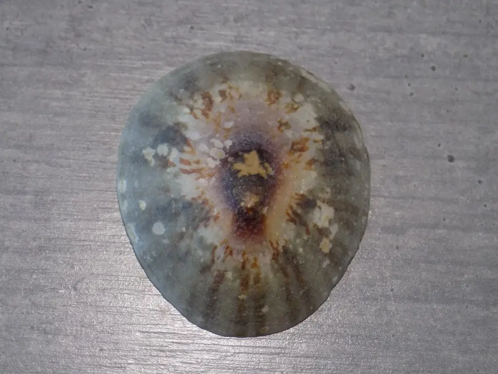NACELLIDAE CELLANA ENCOSMIA