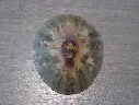 NACELLIDAE CELLANA ENCOSMIA