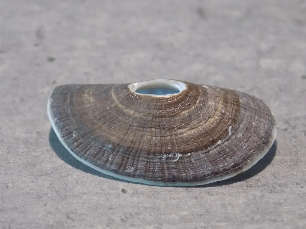 FISSURELLIDAE DENDROFISSURELLA SCUTELLUM 