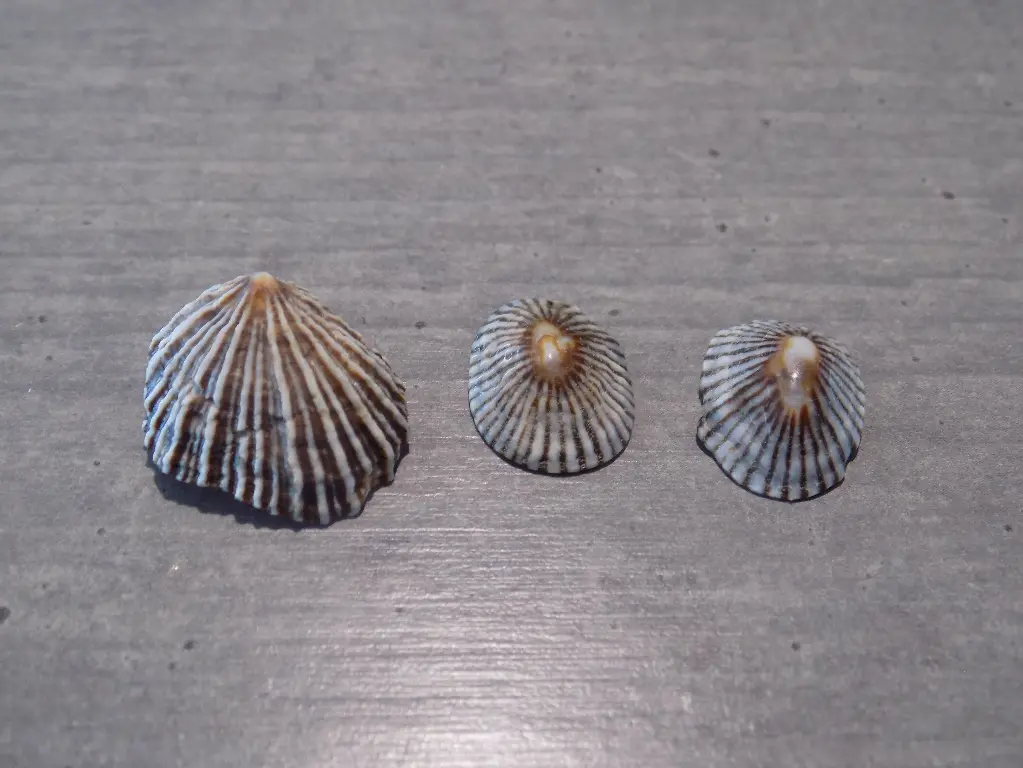 SIPHONARIIDAE SIPHONARIA OCULUS    lot 3u