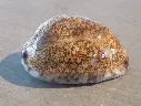 CYPRAEA M.ARABICA IMMANIS XL