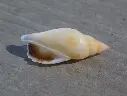 STROMBIDAE TRIDENTARIUS DENTATUS