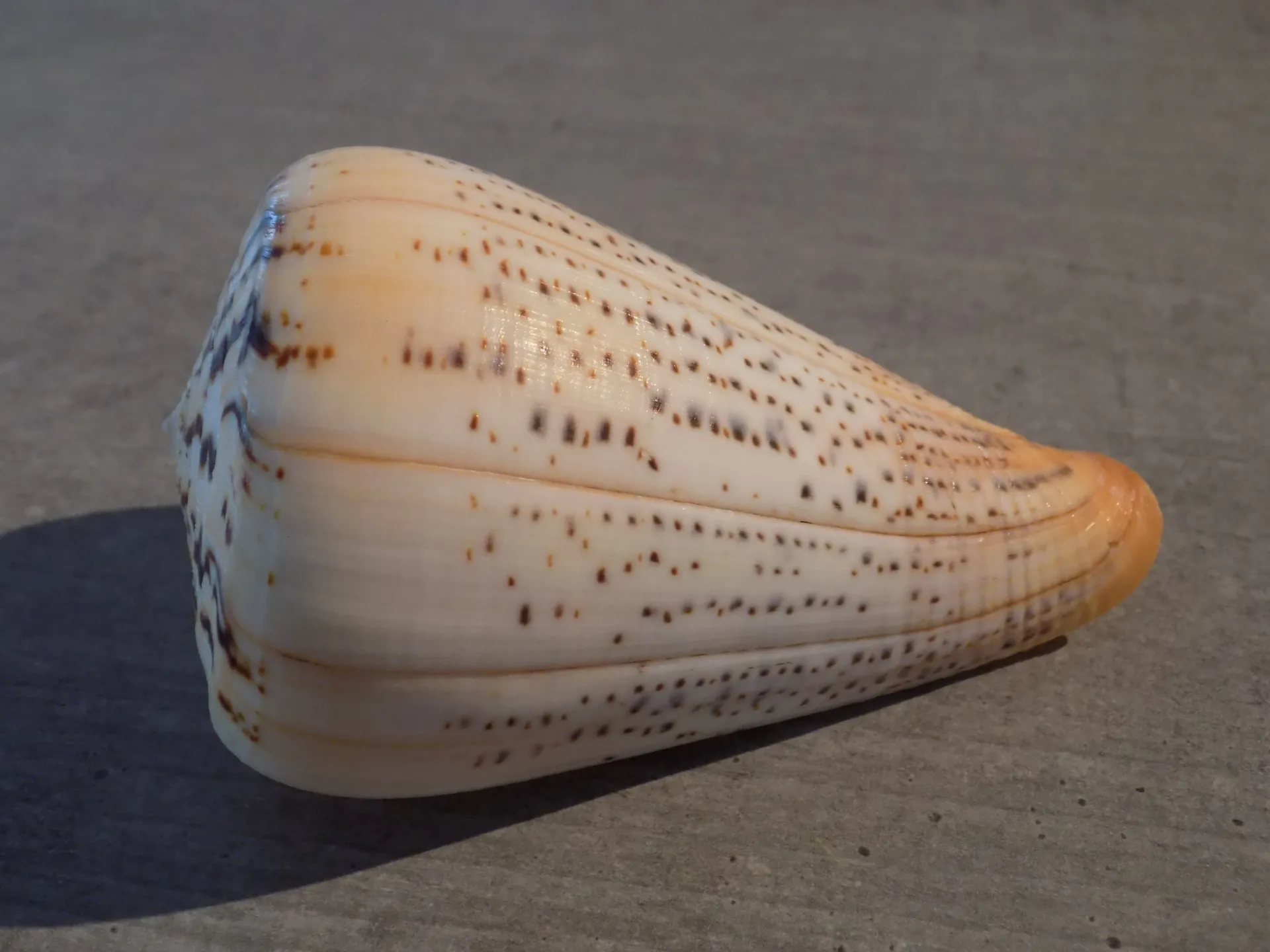 CONIDAE DENDROCONUS SURATENSIS