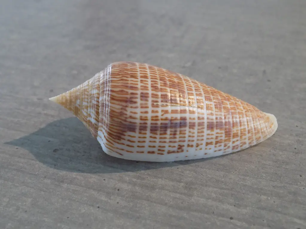 CONIDAE GRAPHICONUS ARMADILLO