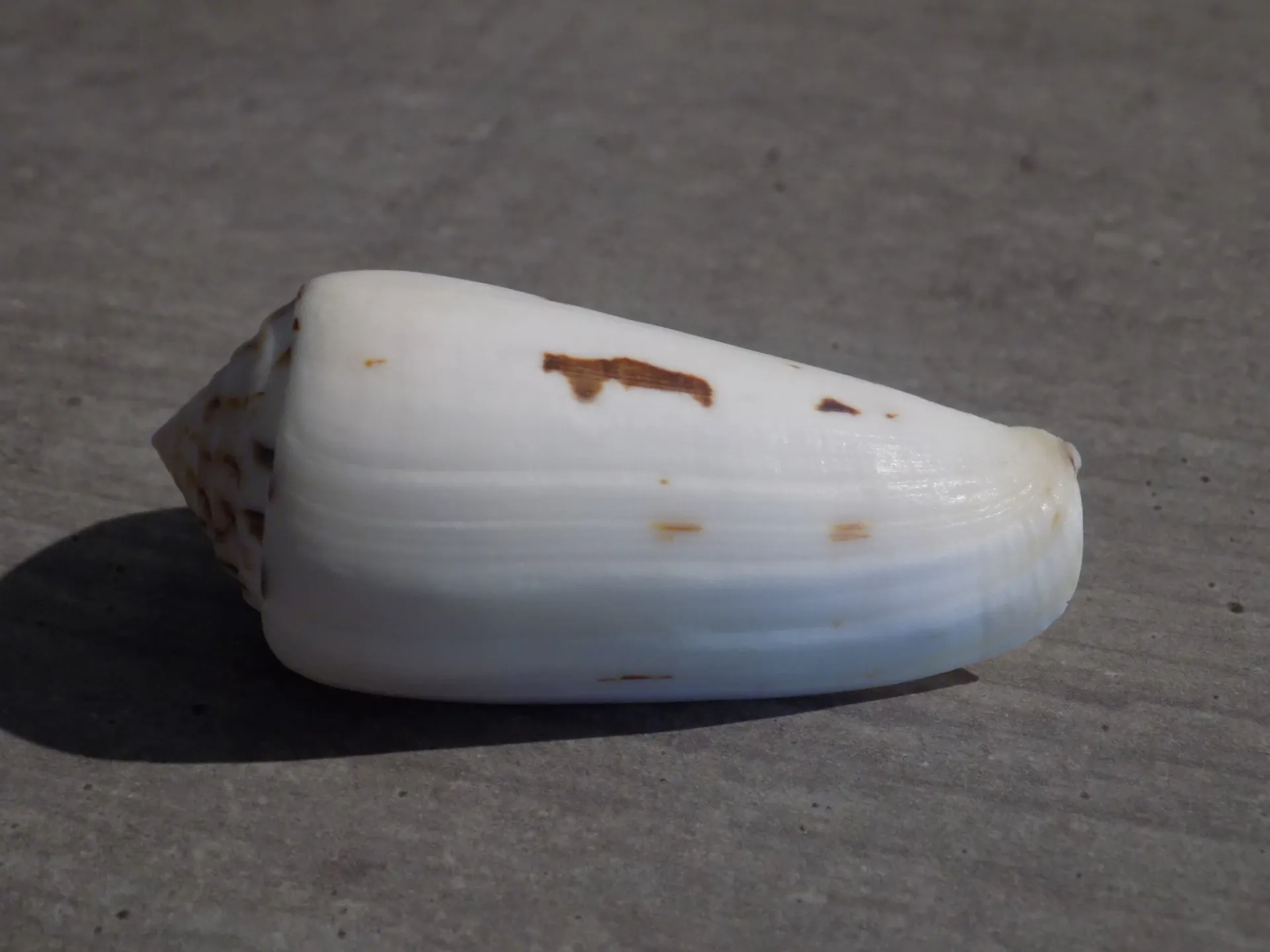 CONIDAE PIONOCONUS GUBERNATOR