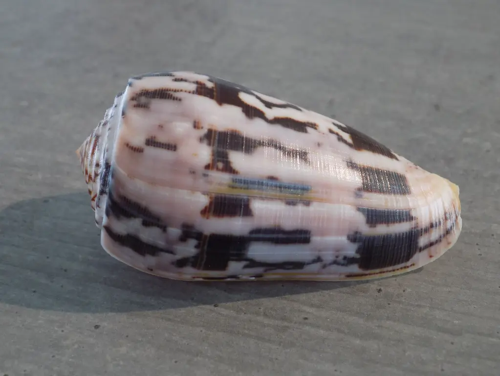 CONIDAE PIONOCONUS STRIATUS