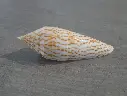 CONIDAE PHASMOCONUS RANONGANUS