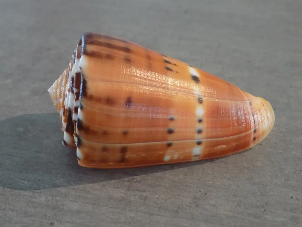 CONIDAE PIONOCONUS BARTHELEMYI XL