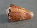 CONIDAE PIONOCONUS BARTHELEMYI XL