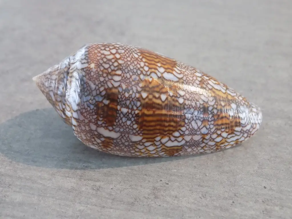 CONIDAE CYLINDER ARCHIEPISCOPUS XL