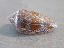 CONIDAE CYLINDER ARCHIEPISCOPUS XL