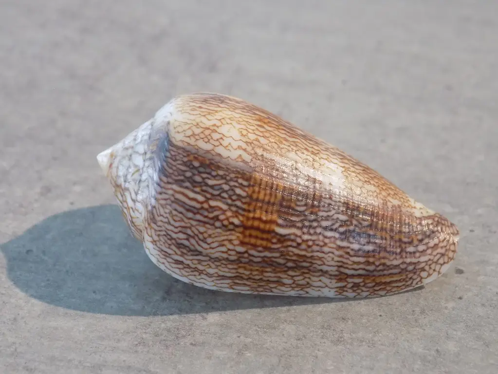 CONIDAE CYLINDER CHOLMONDELEVI