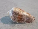 CONIDAE CYLINDER CHOLMONDELEVI