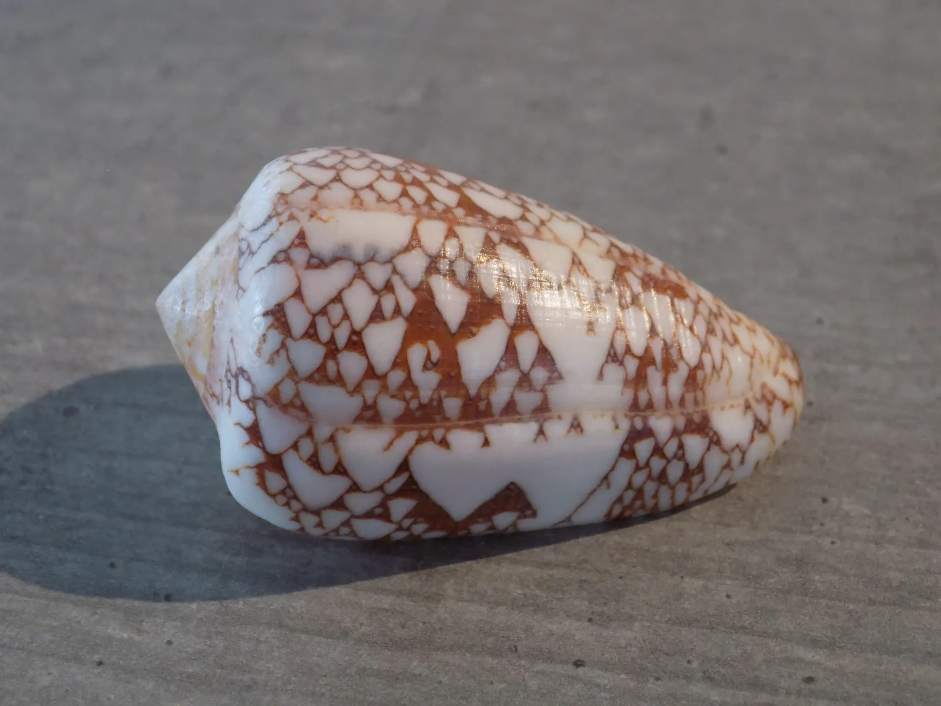 CONIDAE DARIOCONUS PENNACEUS