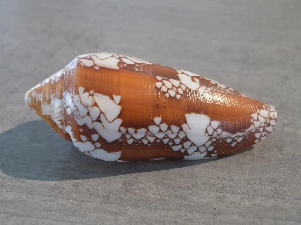 CONIDAE DARIOCONUS MAGNIFICUS XL