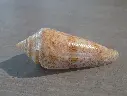 CONIDAE CYLINDER GLORIAMARIS GF