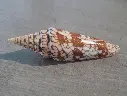 CONIDAE LEPTOCONUS MILNEEDWARDSII MILNEEDWARDSII 