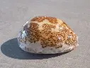 CYPRAEA LEPORICYPRAEA MAPPA ROSEA