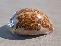 CYPRAEA LEPORICYPRAEA MAPPA VIRIDIS MONTROUZIERI