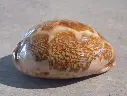 CYPRAEA LEPORICYPRAEA MAPPA VIRIDIS MONTROUZIERI 