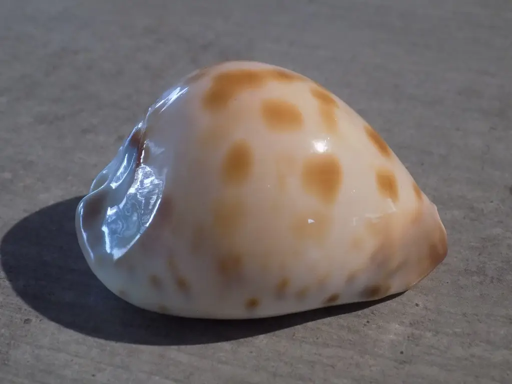 CYPRAEA ZOILA VENUSTA ROSEOPUNCTATA