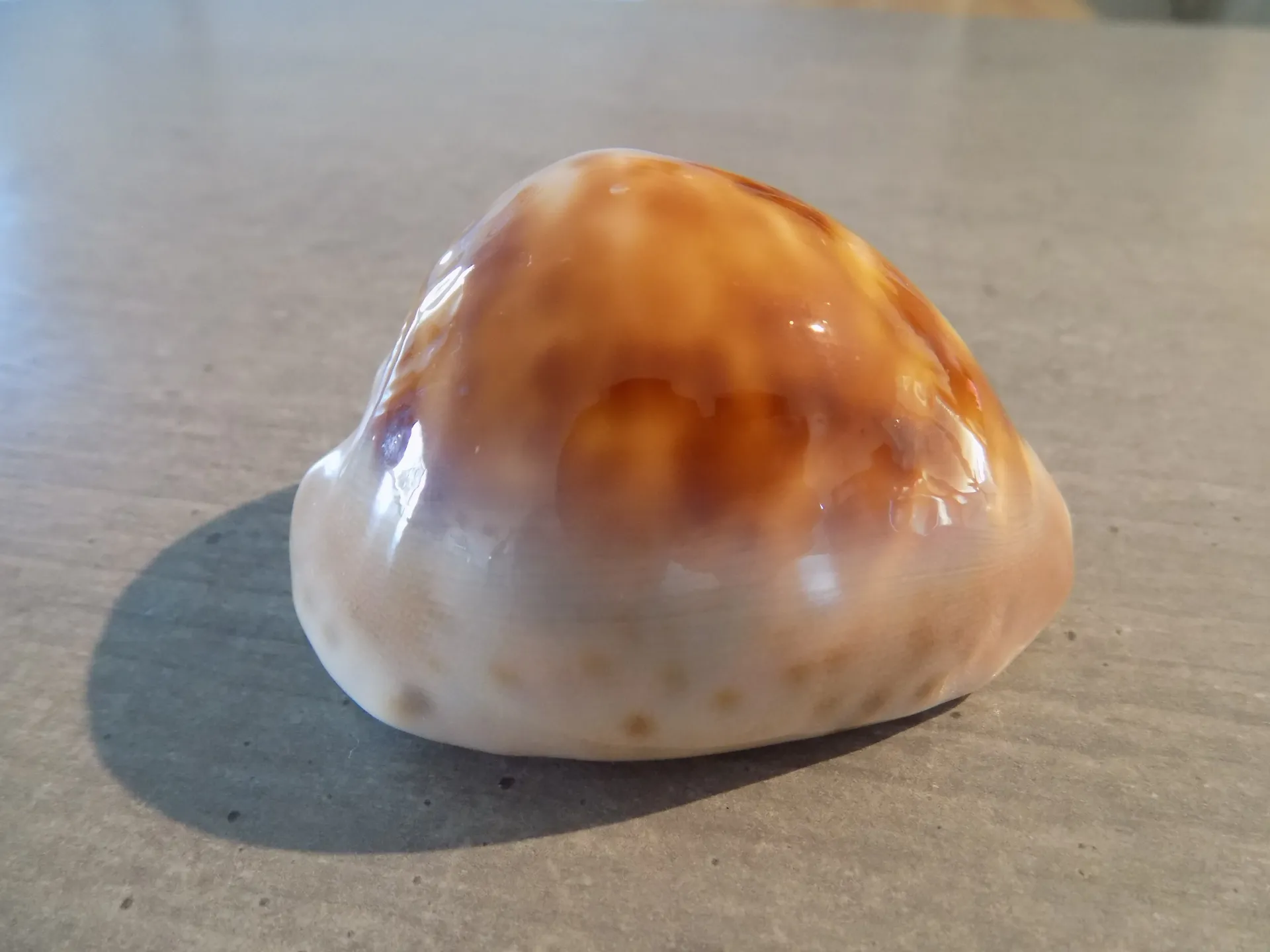 CYPRAEA ZOILA VENUSTA ROSEOPUNCTATA
