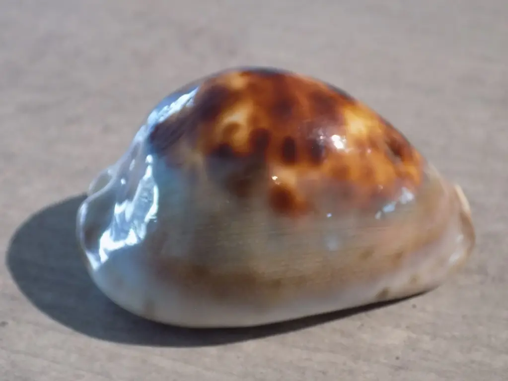 CYPRAEA ZOILA VENUSTA EPISEMA