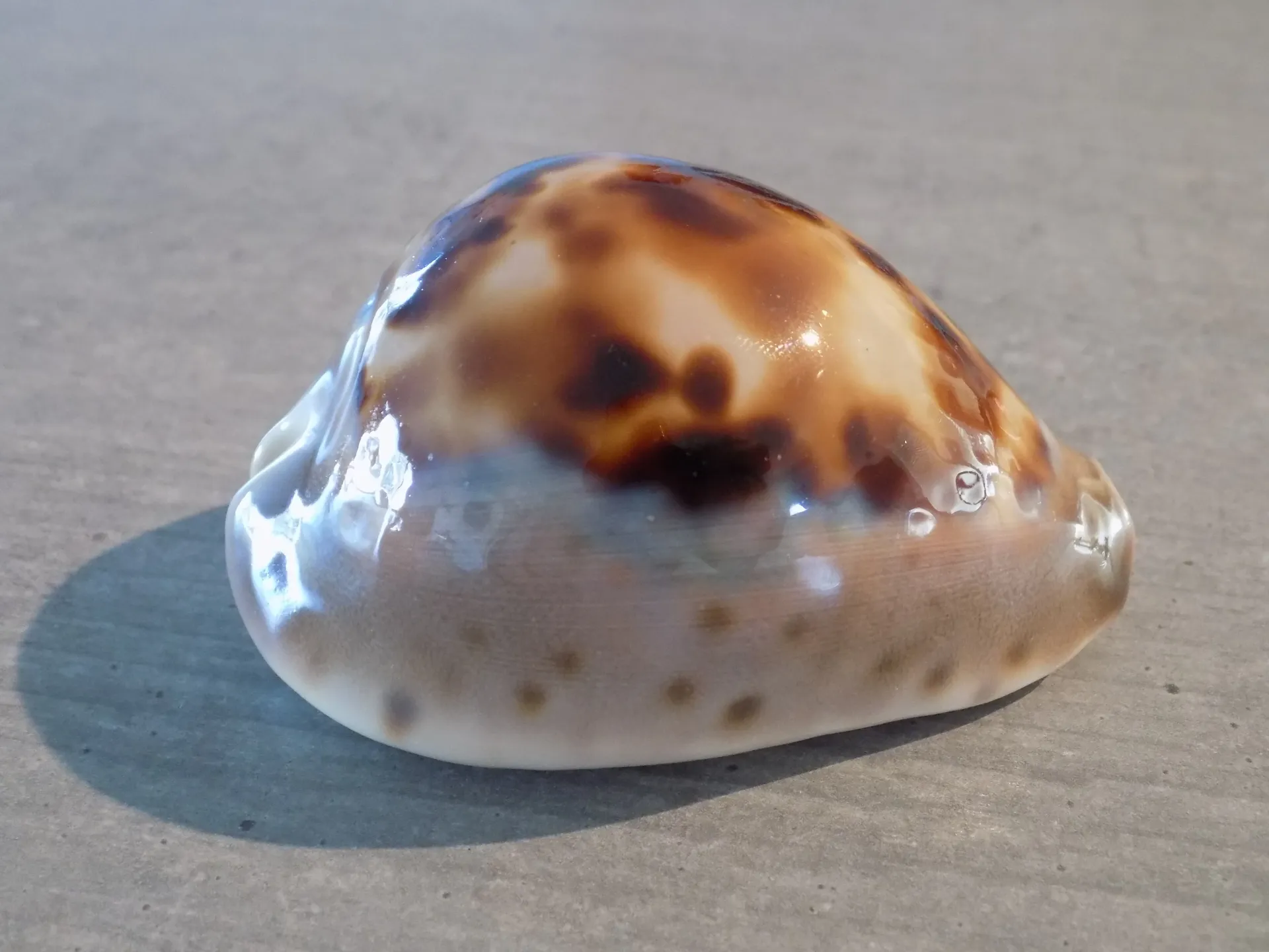 CYPRAEA ZOILA VENUSTA ARMENIACA XL