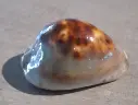 CYPRAEA ZOILA VENUSTA EPISEMA