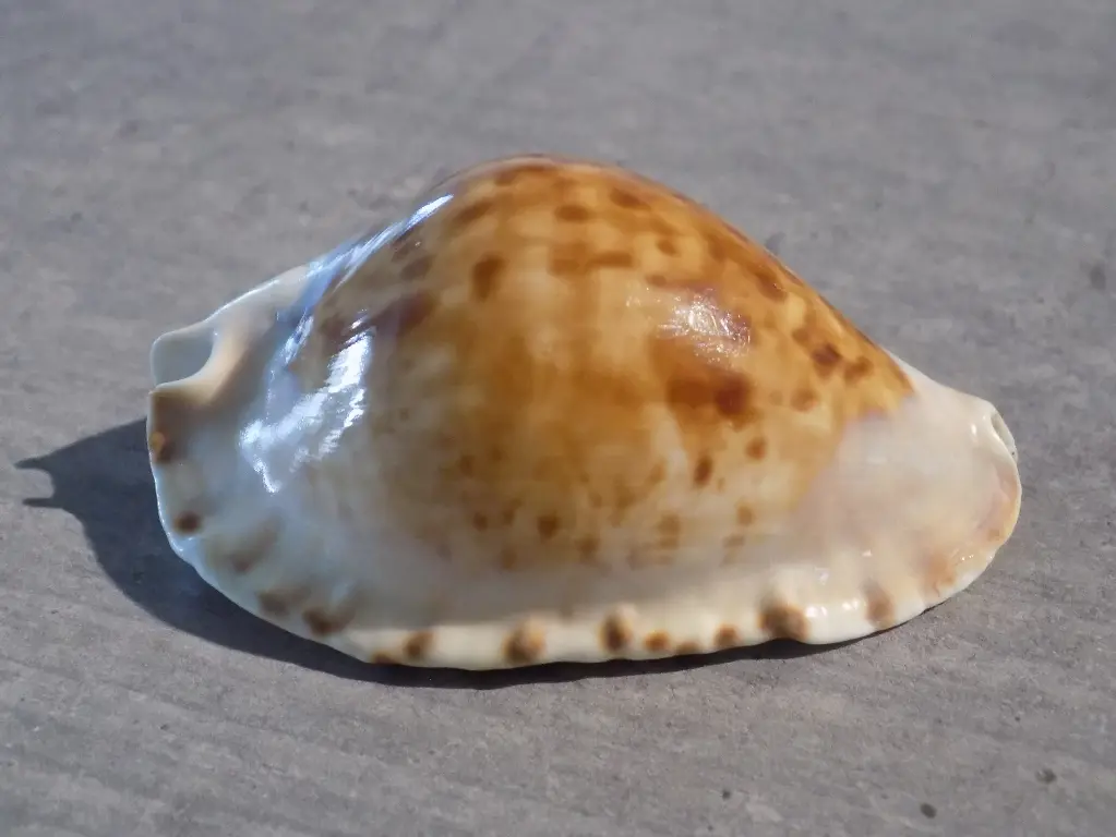 CYPRAEA ZOILA MARGINATA MARGINATA