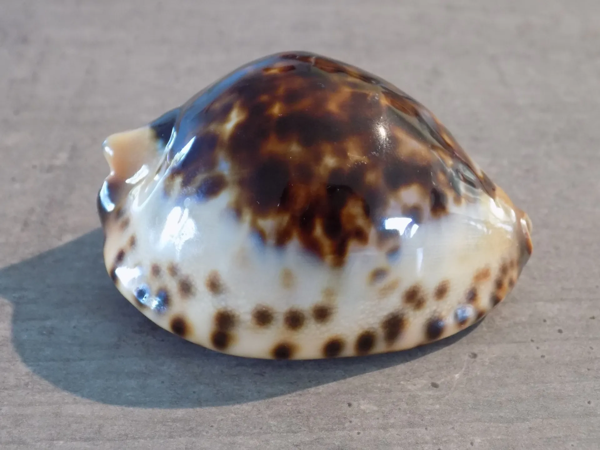 CYPRAEA ZOILA JEANIANA JEANIANA