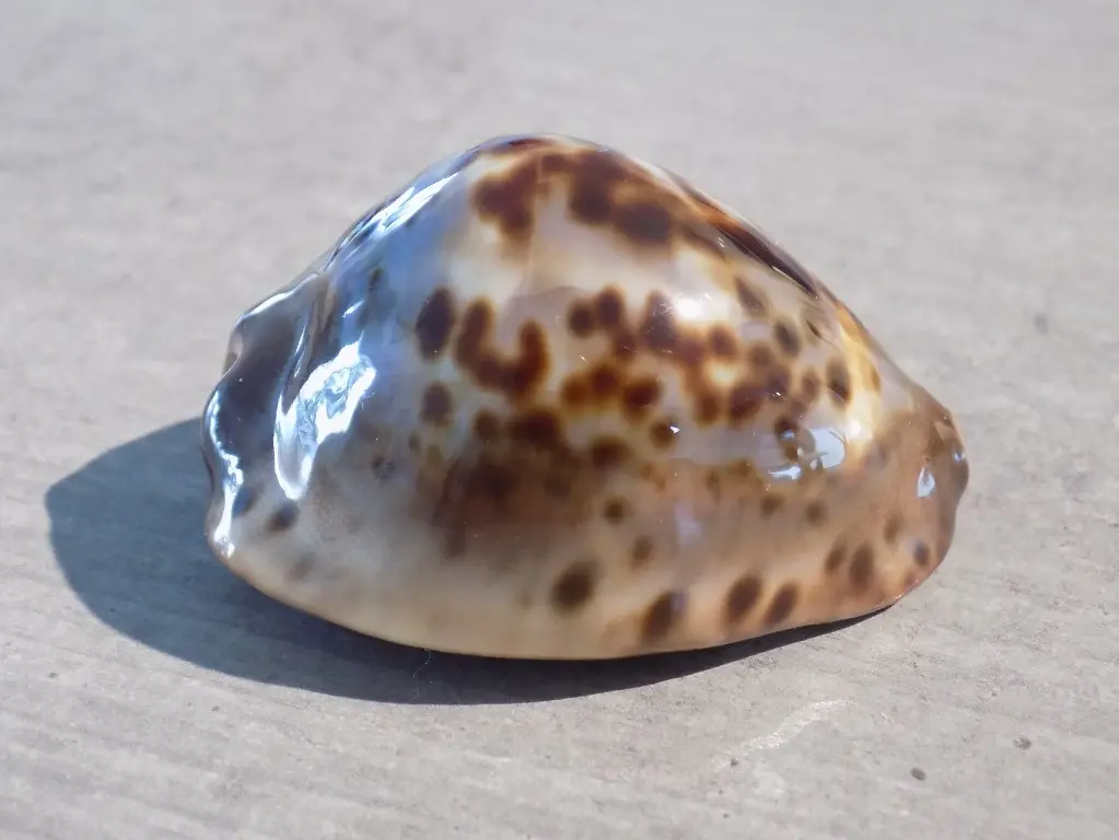 CYPRAEA ZOILA JEANIANA JEANIANA
