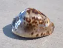 CYPRAEA ZOILA JEANIANA JEANIANA