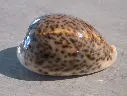 CYPRAEA PANTHERINA PANTHERINA