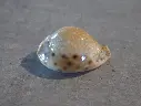 CYPRAEA NARIA LAMARCKII REDIMITA