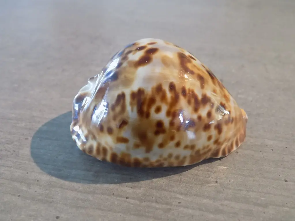 CYPRAEA ZOILA FRIENDII VERCOI