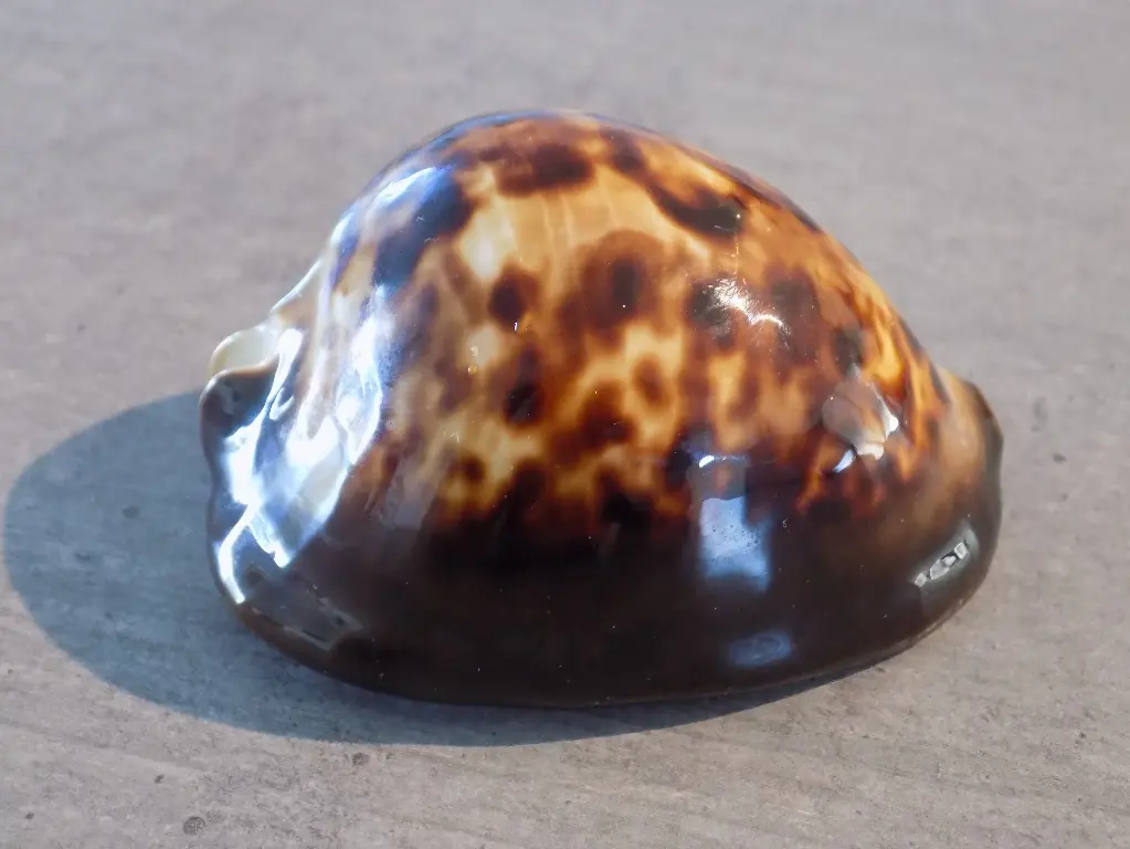 CYPRAEA ZOILA THERSITES THERSITES