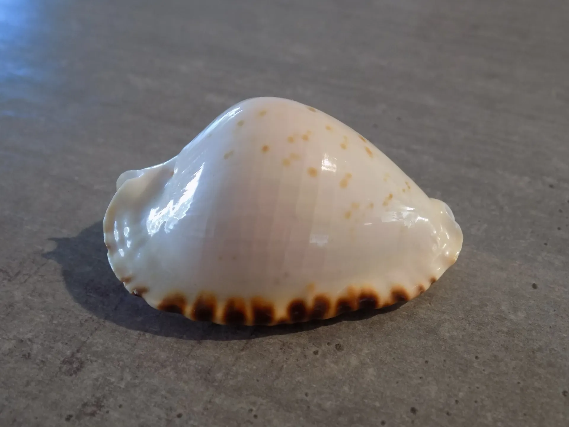CYPRAEA ZOILA MARGINATA INTERMEDIA KETYANA very Rare