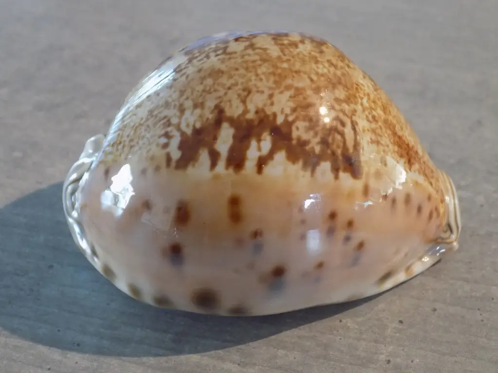 CYPRAEA LEPORICYPRAEA VALENTIA XL
