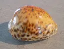 CYPRAEA TIGRIS TIGRIS XXL
