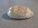 CYPRAEA ARESTORIDES ARGUS CONTRASTRIATA XL