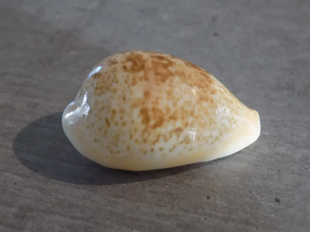 CYPRAEA INOPINATA ACHATIDEA