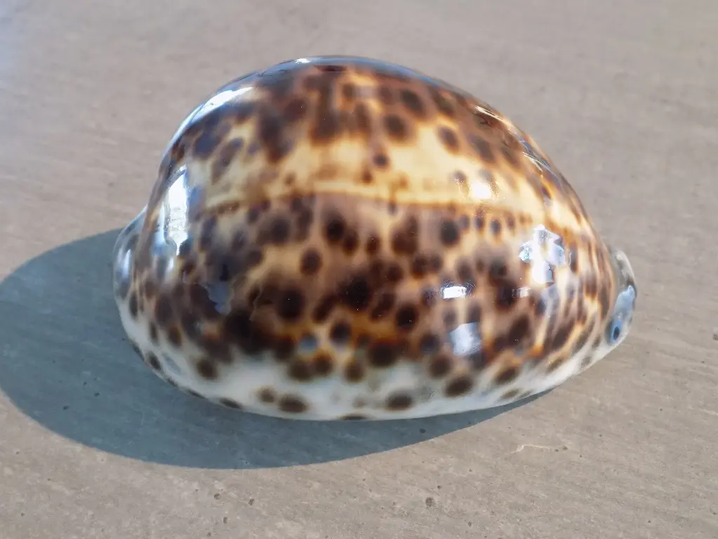 CYPRAEA TIGRIS TIGRIS XXL