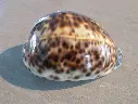 CYPRAEA TIGRIS TIGRIS XXL