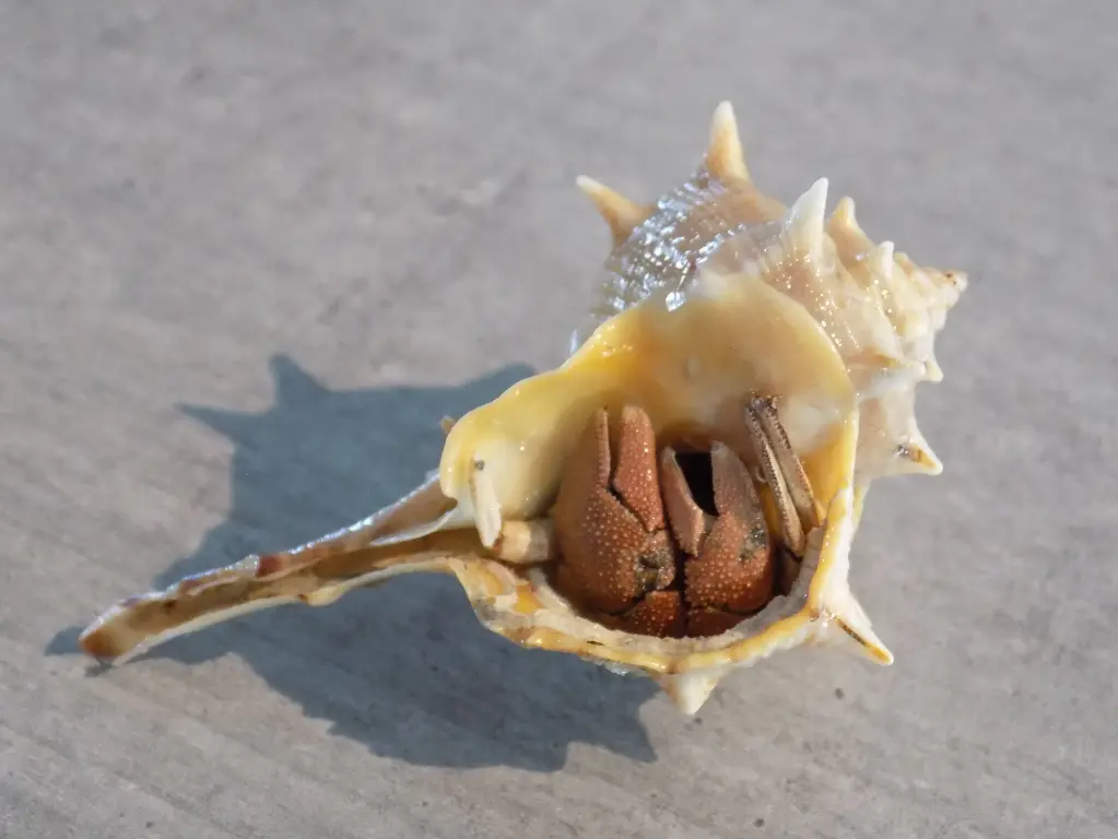 MURICIDAE BOLINUS BRANDARIS & BL