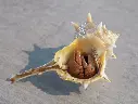 MURICIDAE BOLINUS BRANDARIS & BL