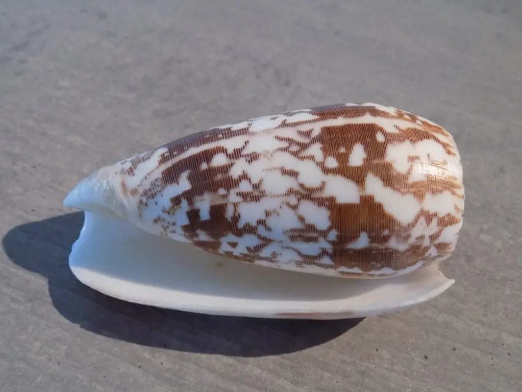 CONIDAE PIONOCONUS STRIATUS XL